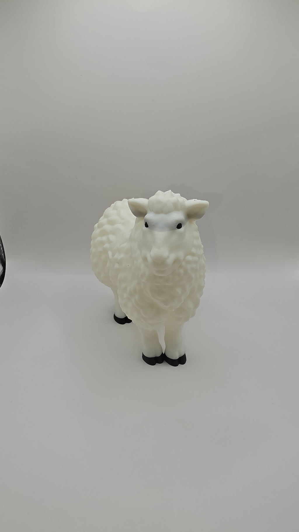 Ewe (Sheep)