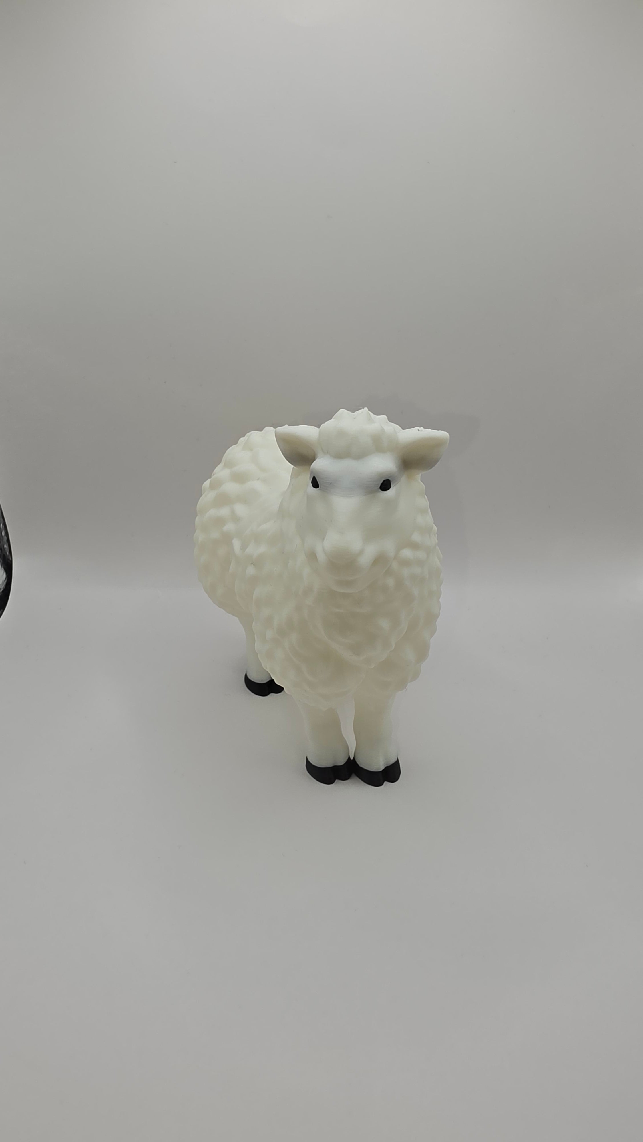 Ewe (Sheep)