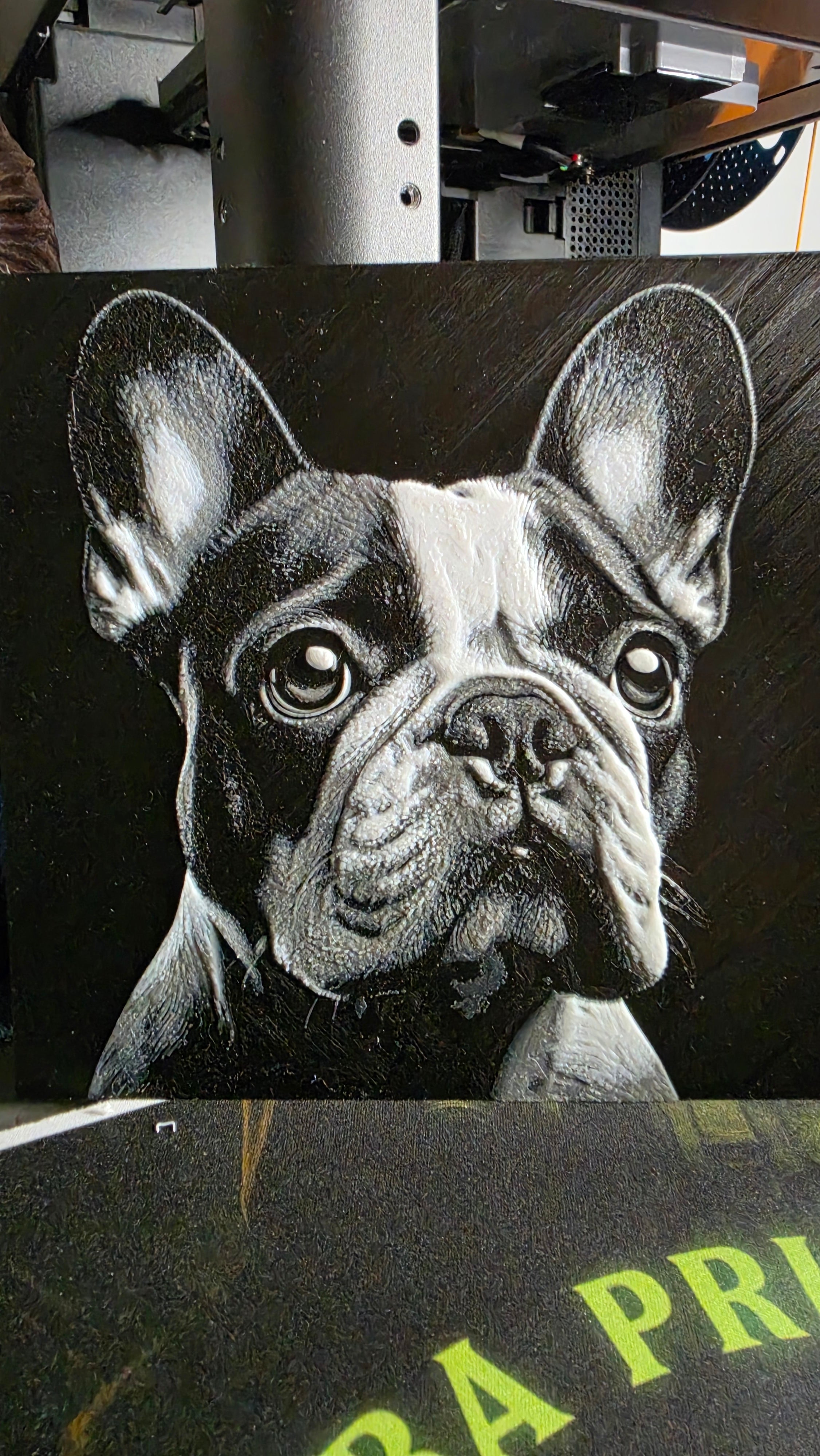 Frenchie Picture