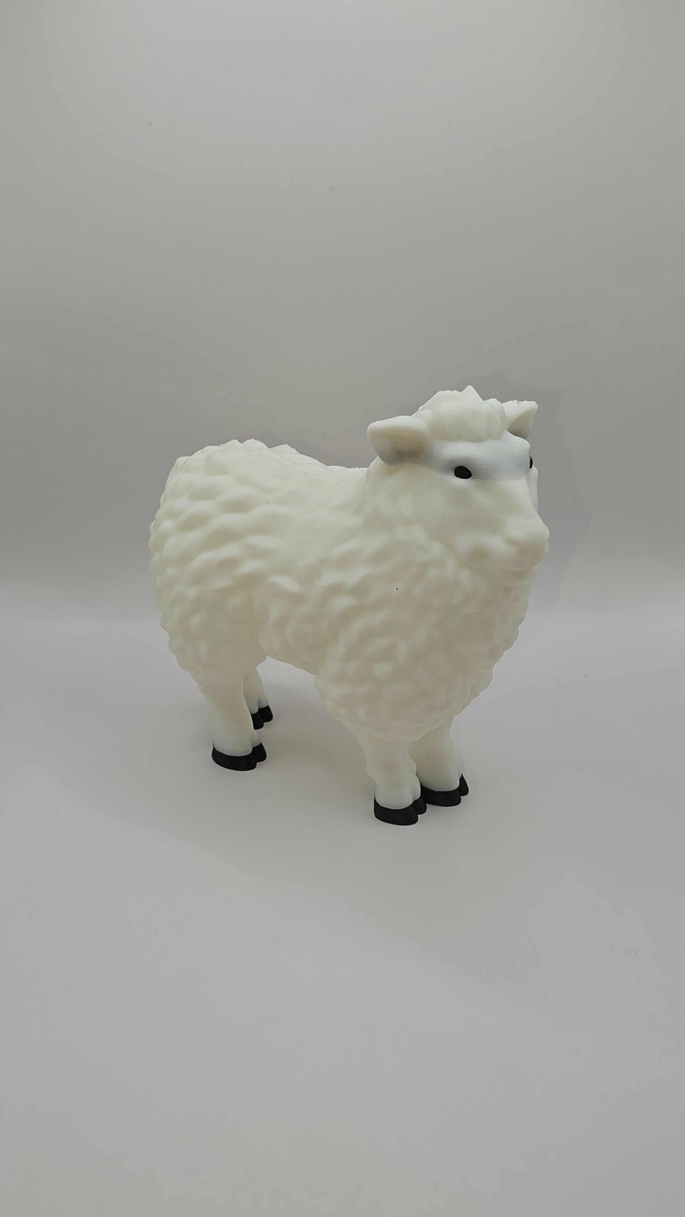 Ewe (Sheep)